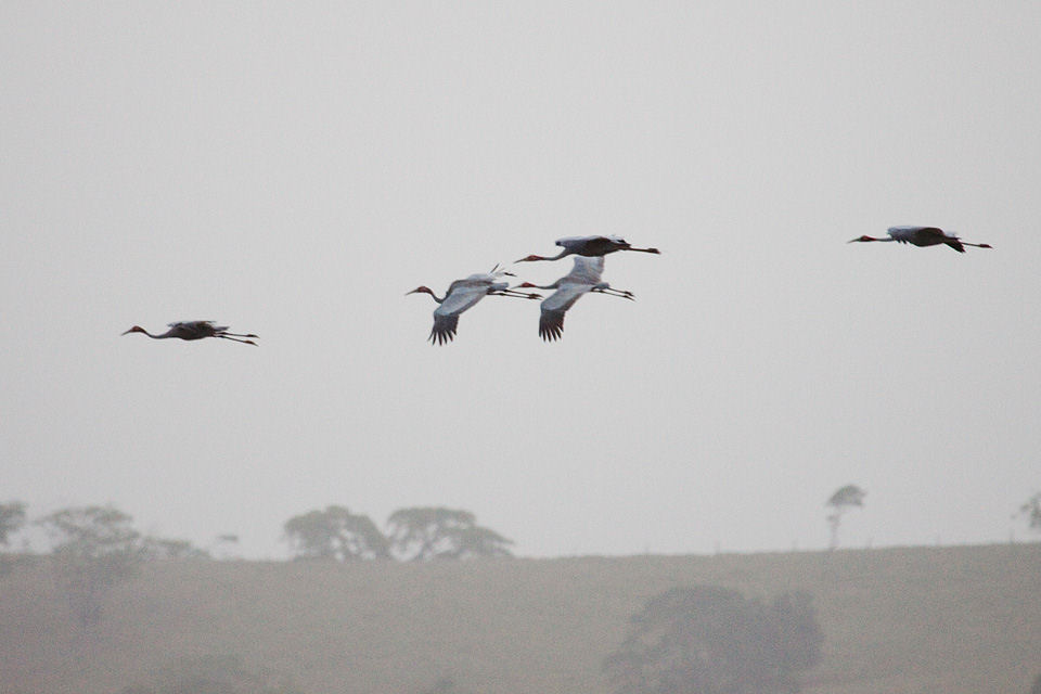 Sarus Crane (Grus antigone)